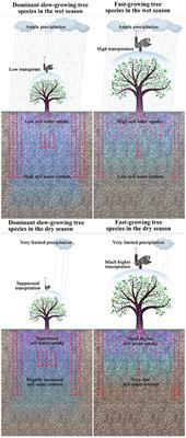 A Method for Performing Reforestation to Effectively Recover Soil Water Content in Extremely Degraded Tropical Rain Forests